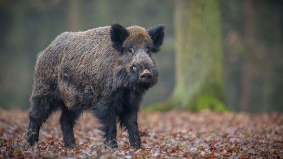 Meerssen roept weer op bossen te mijden na aanval wild zwijn