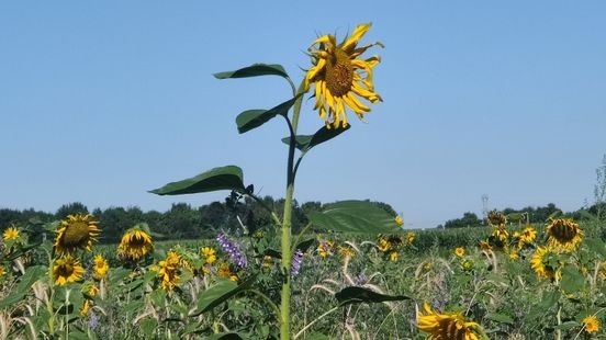 Ook dinsdag code geel om tropische temperaturen