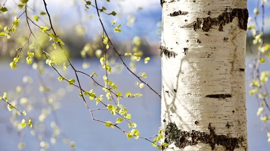 Bloeiende berken zorgen voor vroege start allergieseizoen