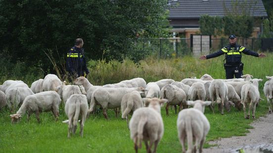 Schapen op avontuur in woonwijk in Weert