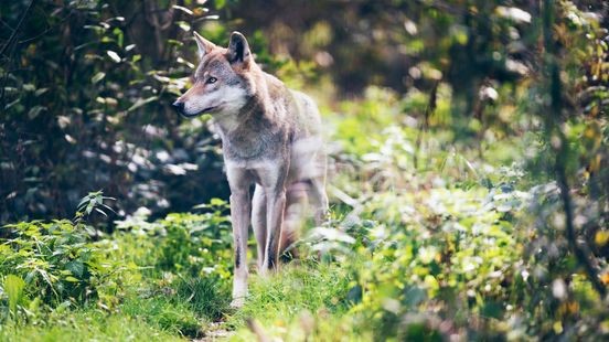 Veehouders nemen wolfwerende maatregelen: ruim 630.000 euro subsidie uitgekeerd