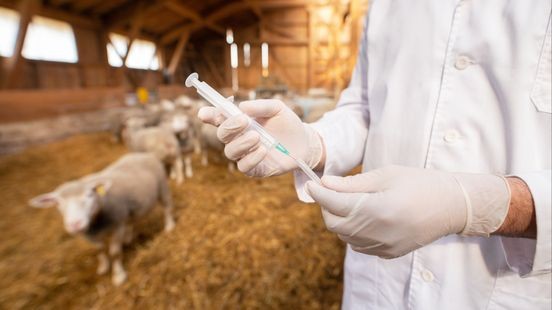 Maasgouw ook niet meer blauwtongvirusvrij: heel Limburg besmet