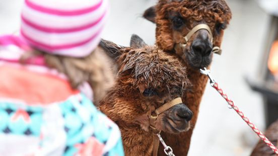 Omstreden dierenverhuurder levende kerststal failliet