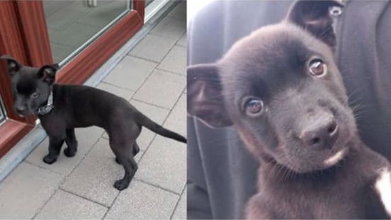 Puppy ontsnapt tijdens wandeling en wordt gestolen