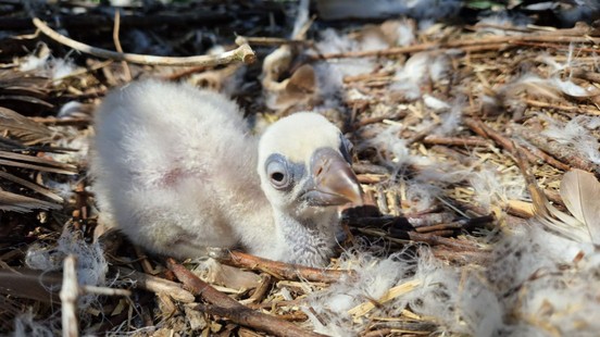 Vale gier geboren in GaiaZOO: helpt bij behoud van diersoort