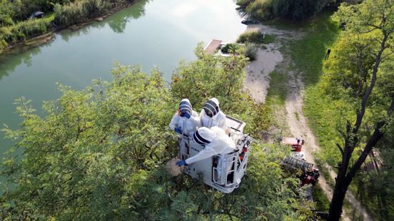 Limburgse imker elimineert Aziatische hoornaar in Hongarije