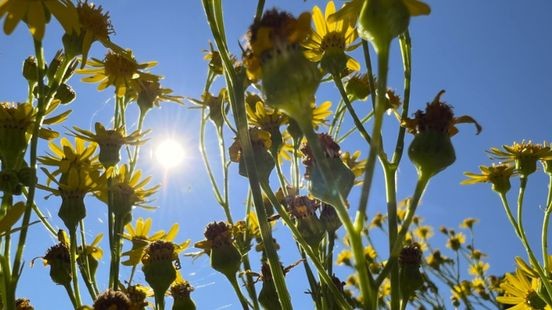 Kwik stijgt naar tropische temperaturen: 'Kans op hittegolf'