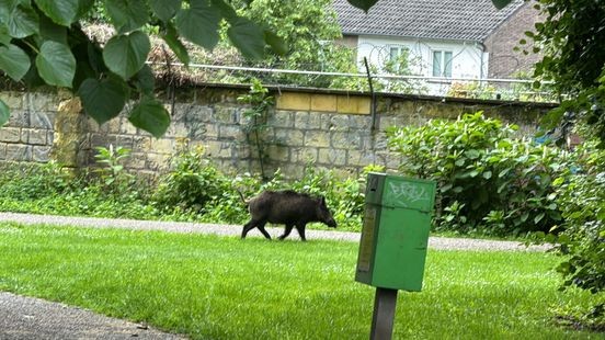 Wild zwijn afgeschoten in stadspark Maastricht