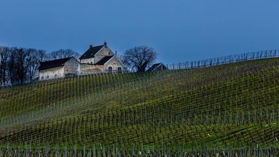 Waarom Limburg dé wijnprovincie van Nederland is