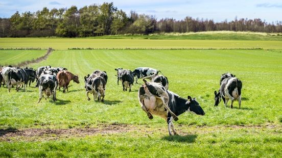 Wandelaar overleden na aanval door koeien in Spaubeek