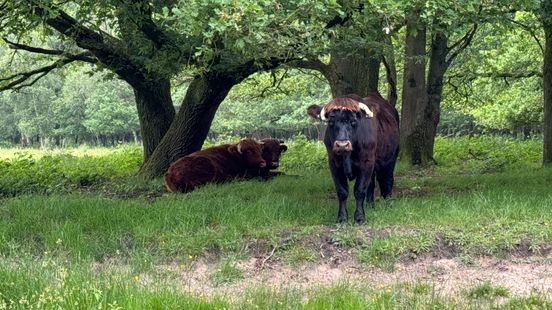 Schotse hooglanders worden gemist in Gennep