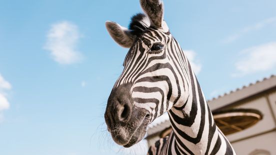 Zebra's weg uit GaiaZoo na geruzie met neushoorns