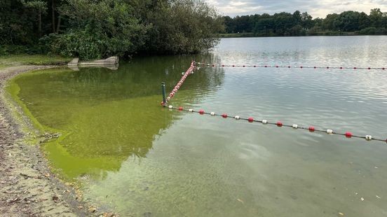 Let op als je gaat zwemmen: blauwalg in vijf Limburgse plassen