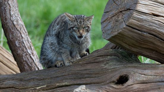 Organisaties verbeteren leefgebied wilde kat in Zuid-Limburg