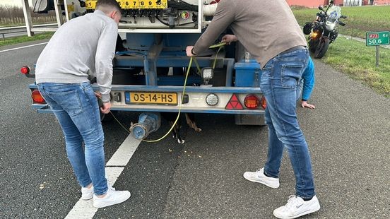 Hond op A73 leidt tot opschudding