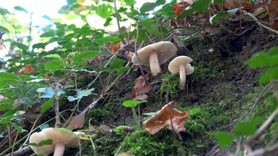 Herfst kleurt wandelpaden in Limburg