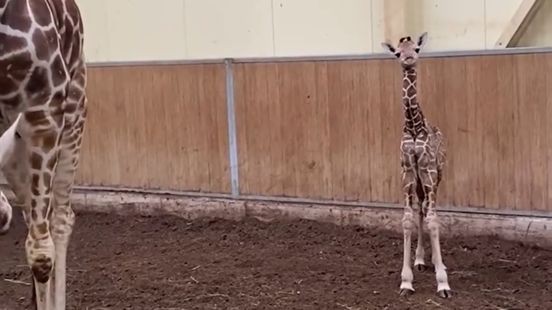 Giraffe geboren in ZooParc Overloon