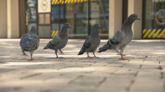 Anticonceptievoer voor stadsduiven: 'Aantal gereduceerd'