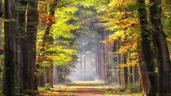 Blaadjes vallen later door warme september en oktober