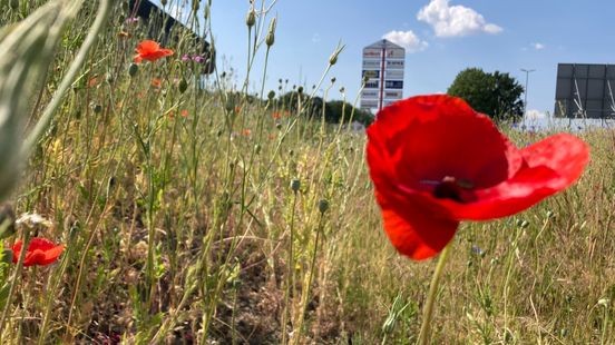 Maaibeheer werpt vruchten af: bloemenpracht langs autosnelweg