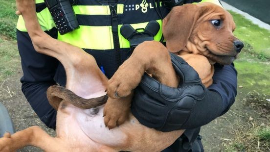 Alweer dieren weggehaald bij bekend adres in Maria Hoop