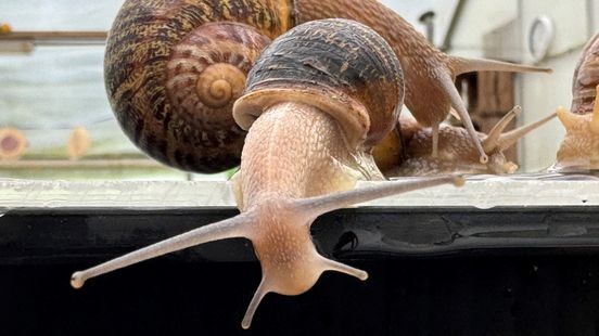 Culinaire oplossing voor slakkenplaag geen goed idee