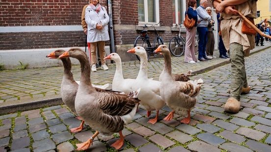 Gemeente Maastricht: 'Geen stress bij dieren tijdens Reuzenstoet'