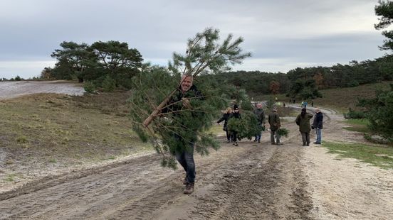 Gratis kerstboom zagen op de Brunssummerheide