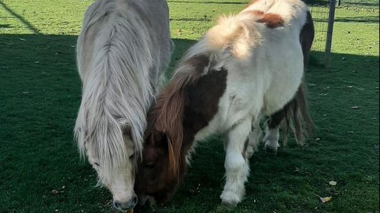 Dieren mishandeld bij kinderboerderij en speeltuin Geleen