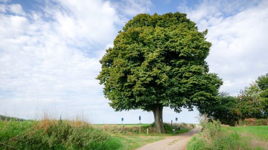 Is deze boom in Libeek de mooiste boom van Nederland?