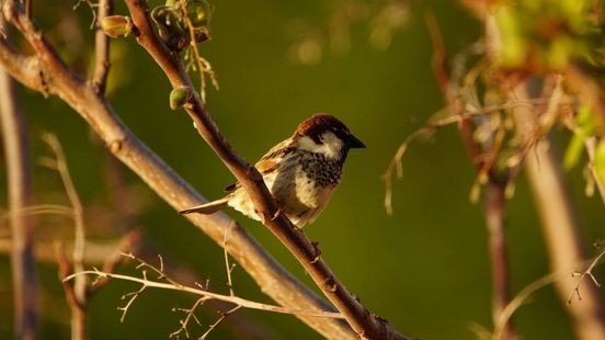 Limburgers tellen ruim 82.000 vogels, huismus voorop