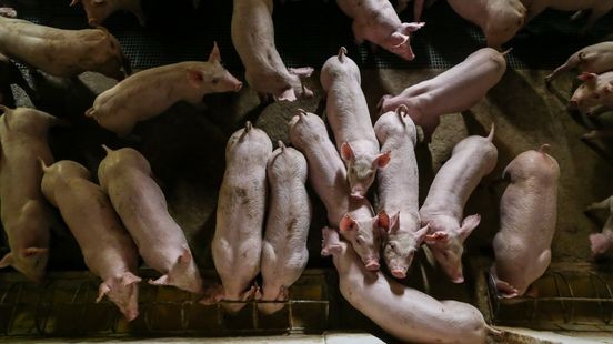 Egchel spreekt zich massaal uit tegen komst extra varkens