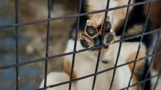 Man en vrouw voor de rechter om verwaarlozing 76 honden