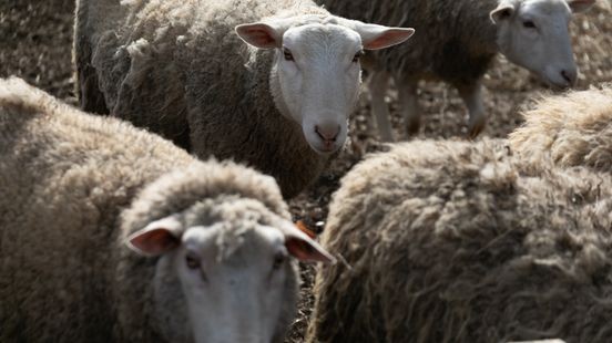 Schapen in 37 graden en konijnen in te klein hok: taakstraf en voorwaardelijk houdverbod