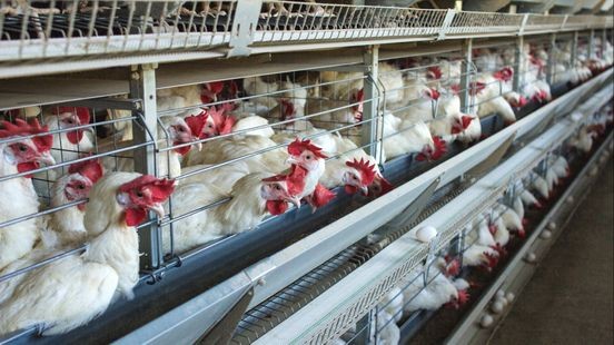 Opnieuw vogelgriep bij pluimveebedrijf net over de grens in België; maatregelen in Limburg