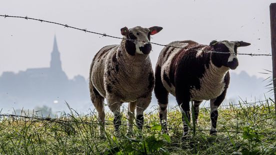 Eerste geval van blauwtongvirus in Limburg gemeld