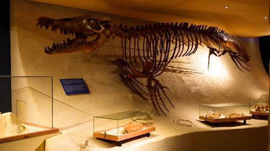 Natuurhistorisch museum wil Mosasaurus terug naar huis halen