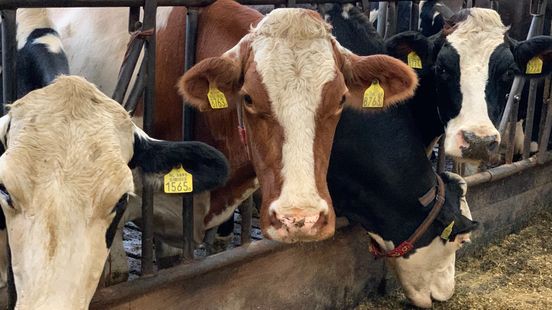 Boeren zoeken uitweg mét perspectief uit de stikstofcrisis