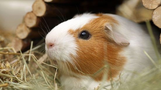 L1mburg Centraal: Cavia opvang overspoeld