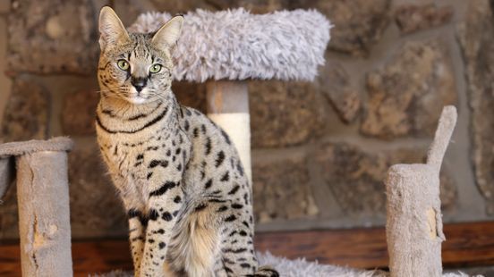 Wildcatsfarm in opspraak, maar volgens eigenaar 'onterecht'