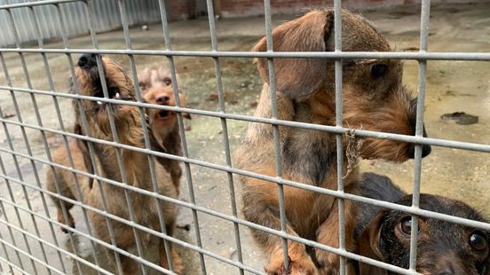 L1mburg Centraal: dierenasiel sluit vanwege agressie