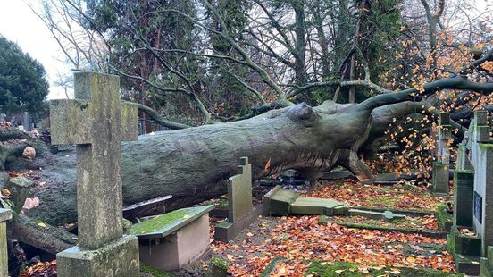 Omgevallen boom zorgt voor sluiting kerkhof