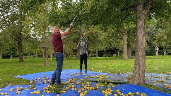 Hoogstamfruitbomen oogsten is niet eenvoudig