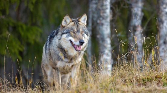 Al honderden wolvenaanvallen in Nederland, maar juist nog geen in Limburg