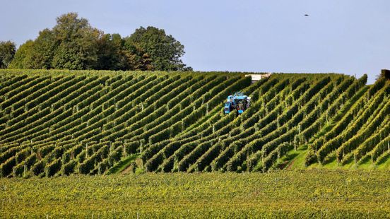 Oudste commerciële wijngaard Nederland oogst voor 50e keer