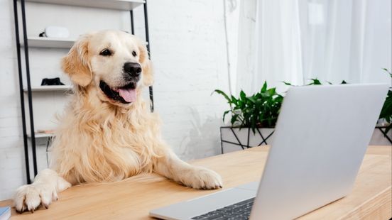 Kantoorhond op het werk: zorgt het voor minder stress?