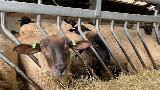 Schapenhouders bereiden zich voor op oprukkende blauwtong