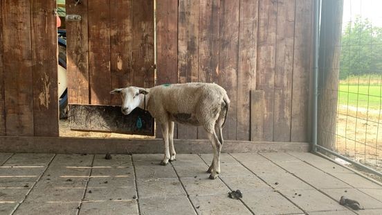 Schapenhouders willen steun vanwege blauwtong