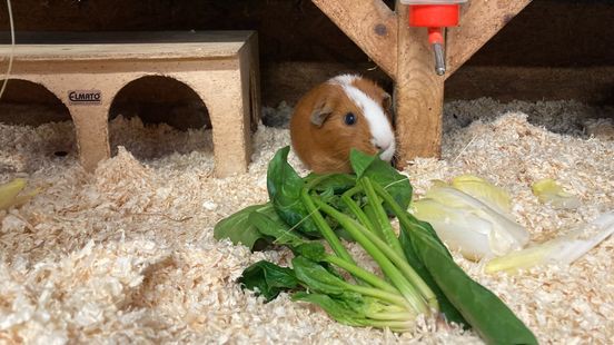 Limburgse opvang voor cavia’s overspoeld in nieuwe jaar