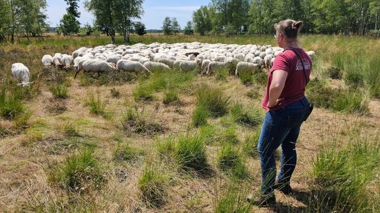 Schapen dood ondanks vaccin blauwtong: 'Situatie is rampzalig'